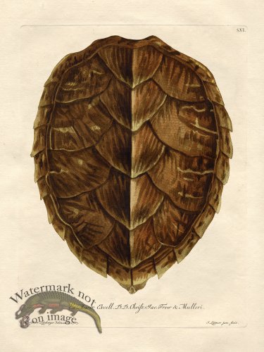 (image for) Trew Shell 06