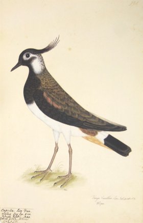 194 Swedish Birds . Tringa Vanellus. Male Lapwing or Plover