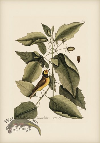 (image for) 060 Hooded Titmous