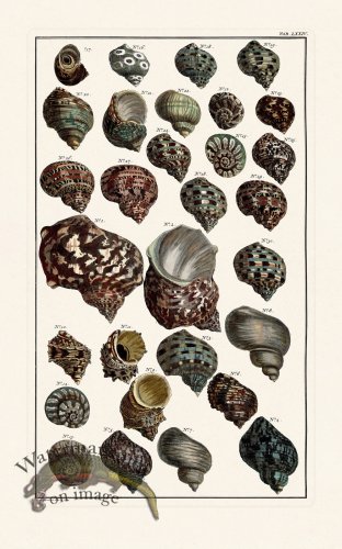 (image for) Seba B2 074