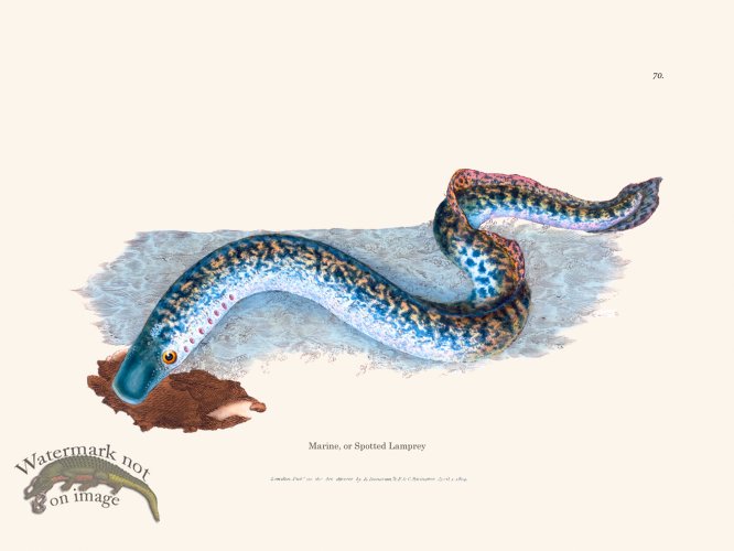 (image for) 070 Marine, or Spotted Lamprey