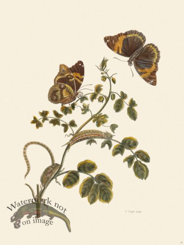 (image for) Merian Metamorphosis 32