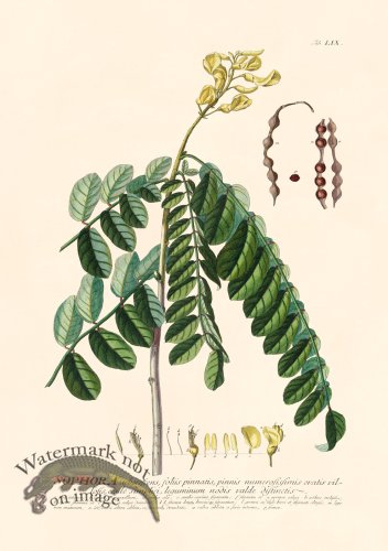 (image for) Trew Botanical 59