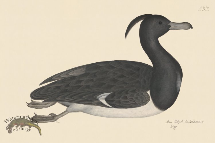 (image for) Rudbeck CFA 233 Tufted Duck M
