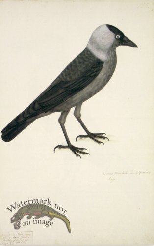 155 Swedish Birds . Corvus Monedula.Jackdaw