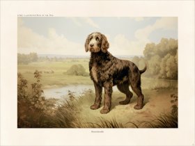 CFA Dog Bernedoodle 02