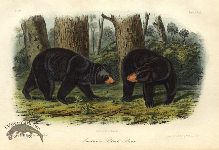 (image for) Black Bear