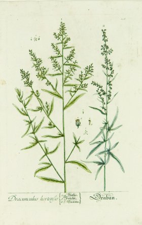 Blackwell German 029