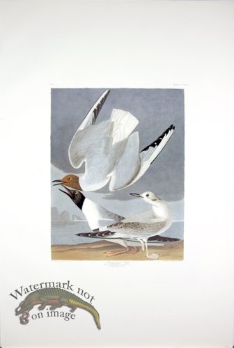 (image for) Bonapartian Gull