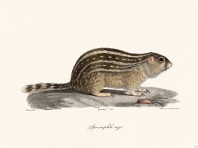 Cuvier 257 Ground Squirrel