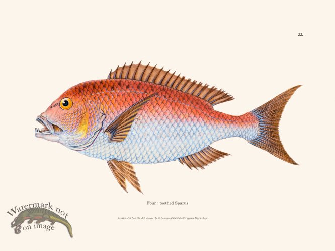 (image for) 022 Four - toothed Sparus
