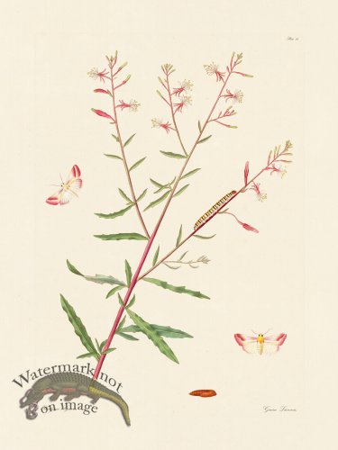 (image for) Abbot Butterfly 099