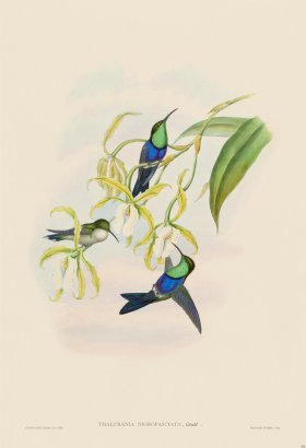 Gould Hummingbird 104