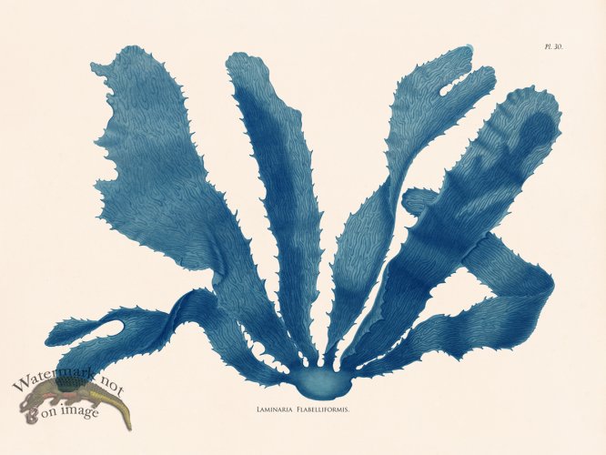 (image for) Oceanie 30