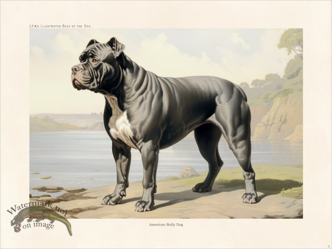 (image for) CFA Dog American Bully Dog 03