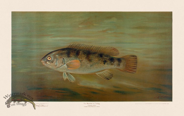(image for) Blackfish or Tautog