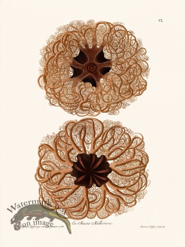 (image for) Knorr Sealife 06