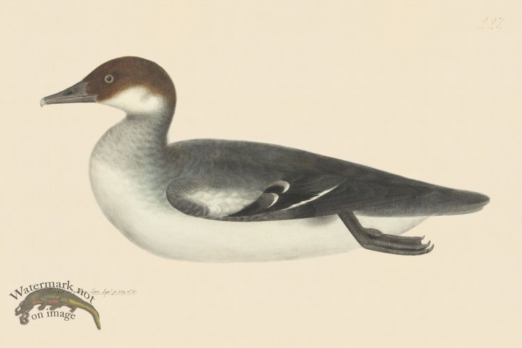 (image for) Rudbeck CFA 227 Red Headed Smew
