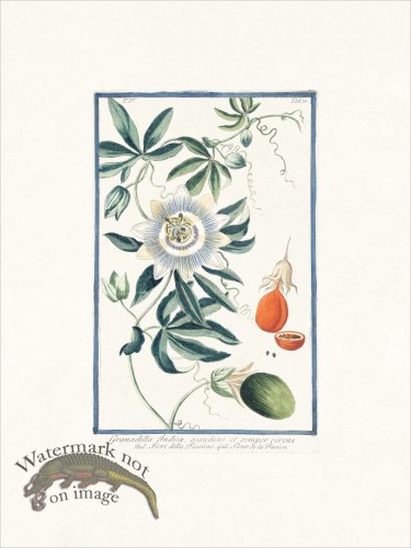 (image for) Bonelli 370 Passion fruit