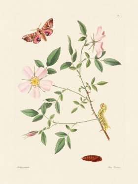 Abbot Butterfly 025