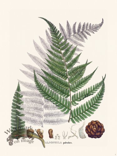 (image for) Ferns of Brazil 04