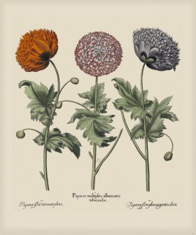 Besler 293 Colored B2