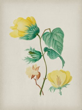 Andean Botanicals 005