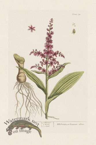 (image for) BEE 074 White Hellebore