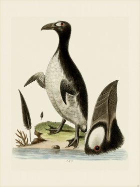 Edwards 147 Northern Penguin