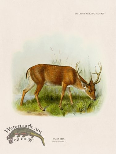 (image for) Lydekker Deer 14