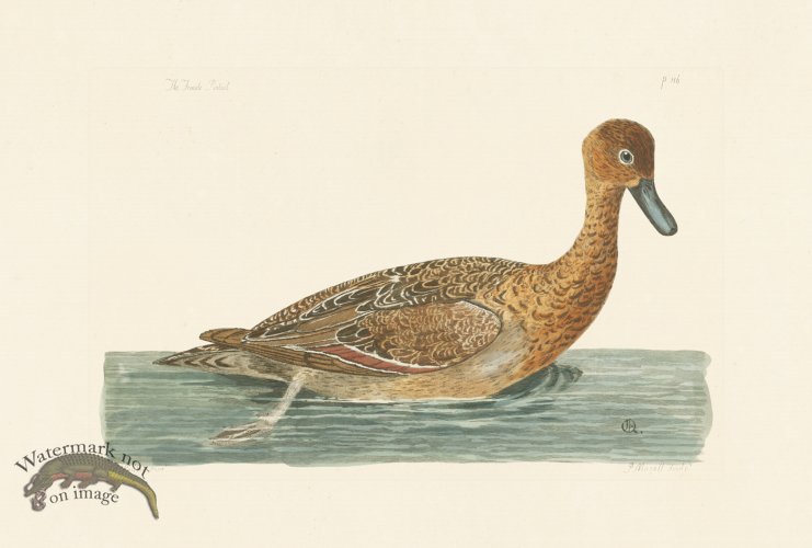 (image for) Pennant Zoology 035