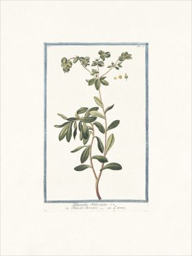 Bonelli 022 Wart- weed