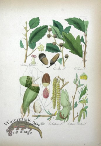 (image for) Deutschlands Flora 03