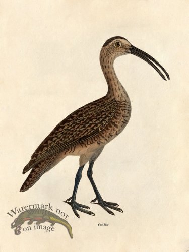 Curlew - Tribute Bd 26