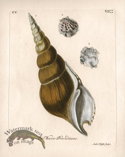 (image for) Knorr Shell 02