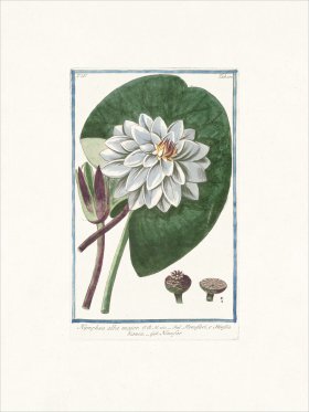 Bonelli 400 White water-lily
