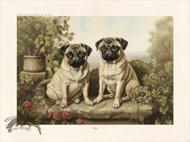 (image for) CFA Dog Pug 03