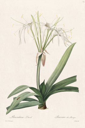 Les Liliacees Redoute 154