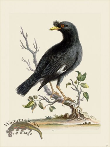 (image for) Edwards 019 Black Bird