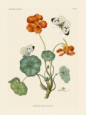 Wilkes Butterflies 046