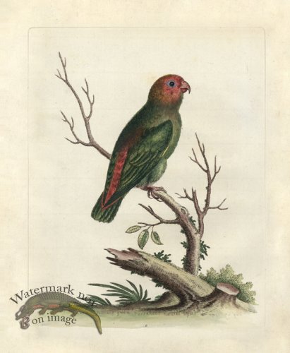 (image for) Edwards Parrot 15.jpg