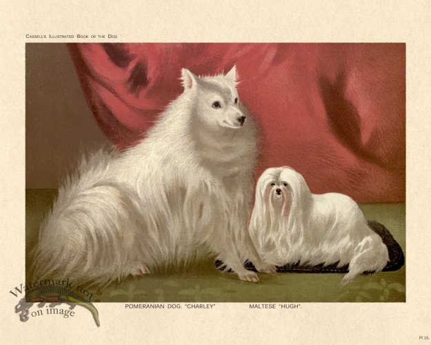 (image for) Cassell Dog 15