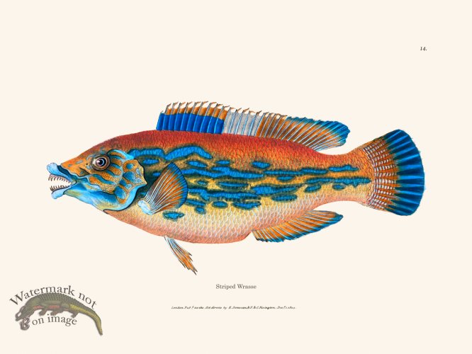 (image for) 014 Striped Wrasse