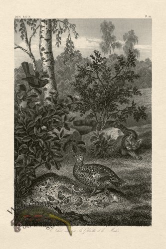 (image for) Hoefer Tree 25