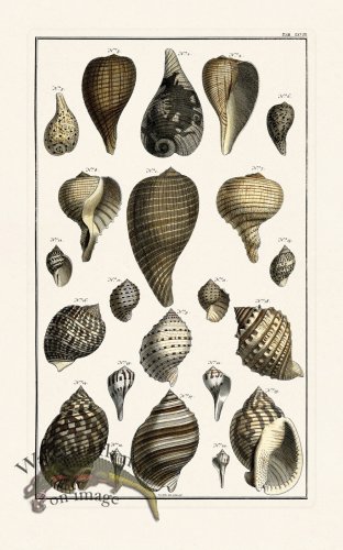 (image for) Seba B2 068