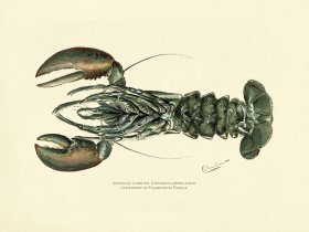 Lobster - Female