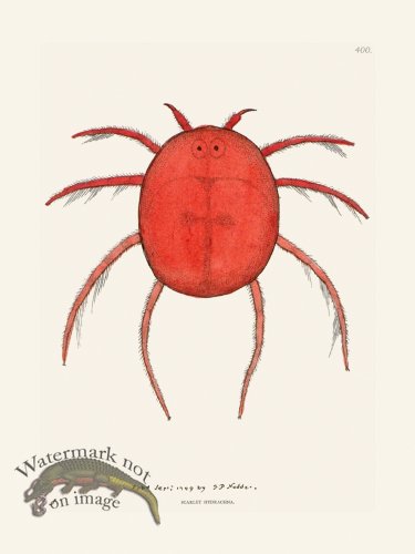 (image for) 400 Scarlet Hydrachna