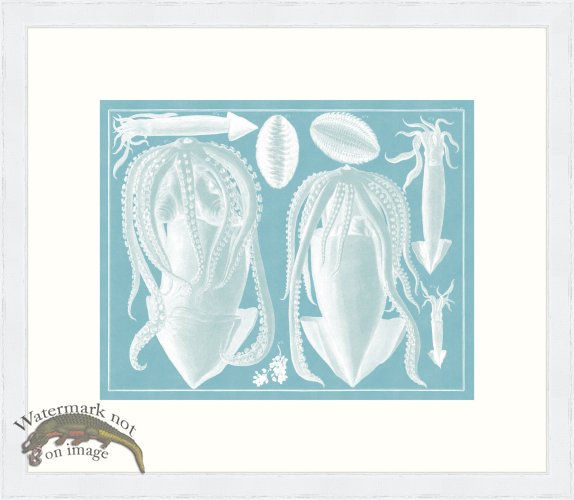 (image for) Seba B2 004 Squid WFBP