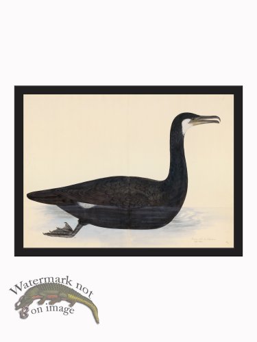 (image for) Rudbeck CFA_BF 10 COMORANT