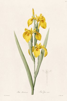 Les Liliacees Redoute 235